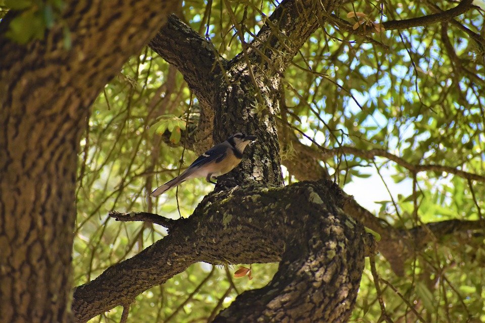 vogel auf eine baum der forst live messe in offenburg